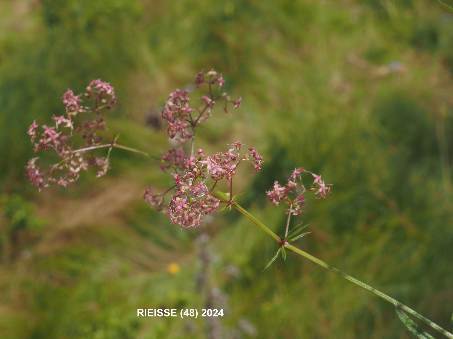 Bedstraw, [Oblique]